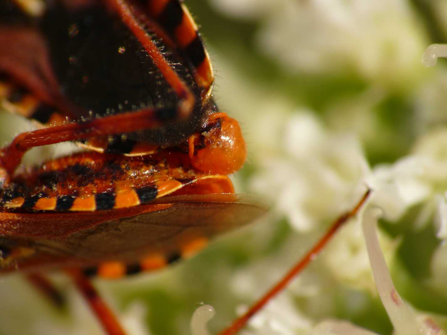 Rhynocoris erythropus (Accoppiamento) - Reduviidae